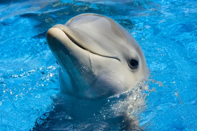 cute-dolphin
