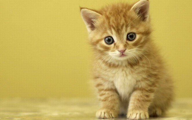 Cute-Kitten-kittens-16096566-1280-800