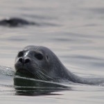 seal-close-up-445