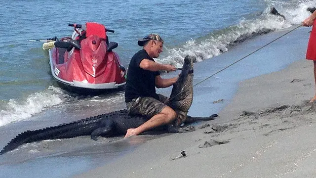 gator2_1443474908455_285967_ver1.0_640_360