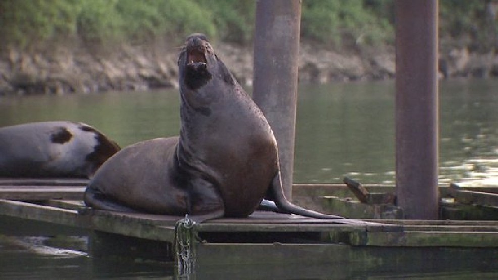 2bada09c-a6fa-4e3f-921a-fbab85d7a470-large16x9_FILESealionseenintheWillametteRiver