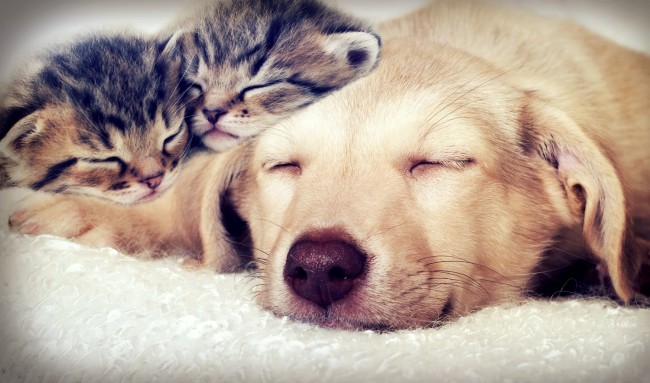 puppy and kittens sleeping