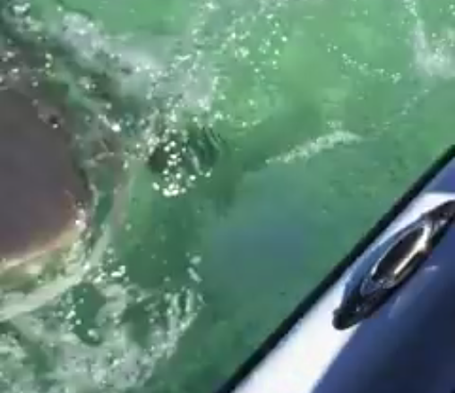 Case of The Mondays: Shark Nearly Nibbles Jet Skier's Leg - The ...