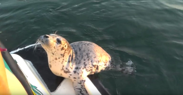 Video: Baby Seal Visits With Sea-Doo Owners