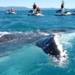 whale 2