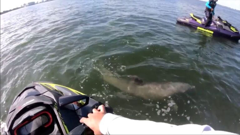 Video: Men Thanked By Dolphin After Sea-Doo Rescue in Biscayne Bay