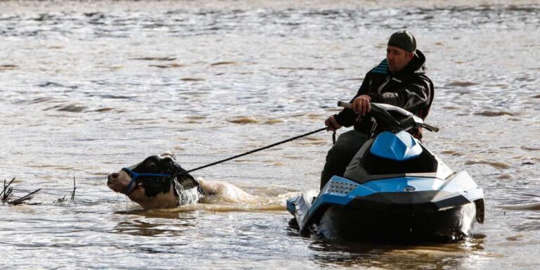 Video: Jet Skiers Rescue Cows Stranded in Flood Waters